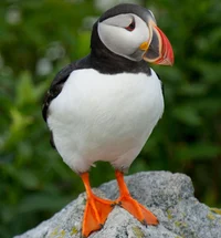 Puffin 