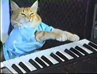 keyboard cat
