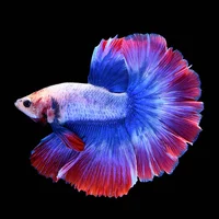 A betta fish