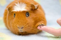 Guinea pig 2