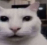 catte