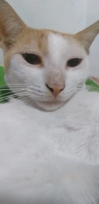 PedroLuiz