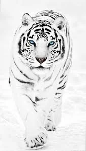 White Tiger