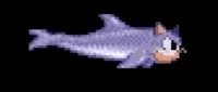 Sonic The Dolphinhog