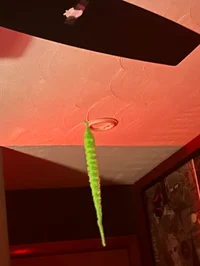 String-Worm