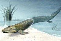 Tiktaalik
