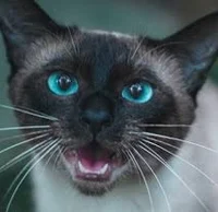 Siamese Cat