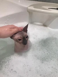 Water cat