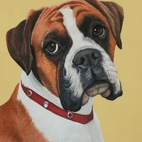 Boxer dog