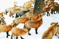 Foxes army