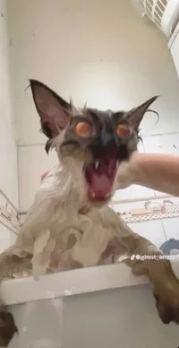 LOOK ITS RATATOUILLE