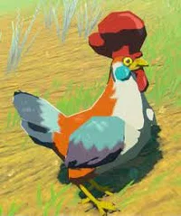 Cucco 