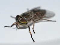 Horsefly 