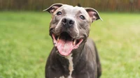 Pitbull