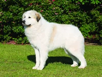 Porgy the Dog