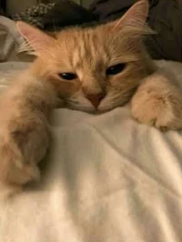 Lazy cat