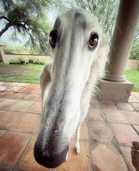 long nose dog