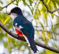 Countryhumans-forest