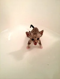 Moist kitty