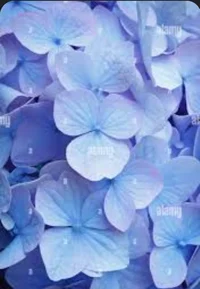 Hashira and UM GameN