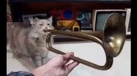 Trumpet Cat