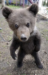 A random baby bear
