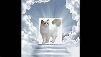 Angelic L White Cat