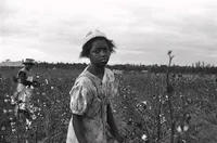 Cotton picker