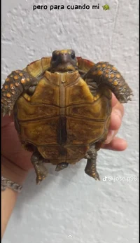 Tortuga