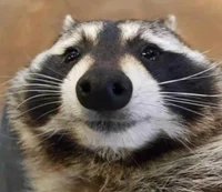 AFrenchRacoon