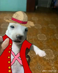 Luffy perro