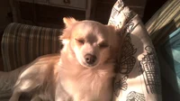 Biscuit