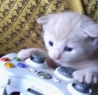 Gaming cat