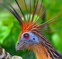 Hoatzin