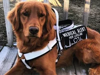 Buck the service dog