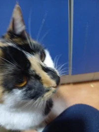 Random cat who talks