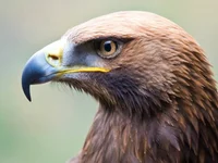 Golden Eagle