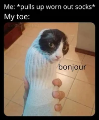 Bonjour cat