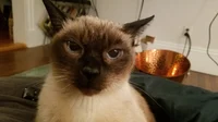 Maui Neil Cics cat