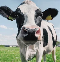 Cow