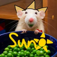 Rat Sundrop au