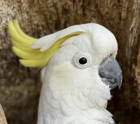 Cockatoo