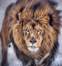 Lion pack