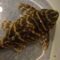 Pleco Burr