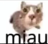 Gato uwu