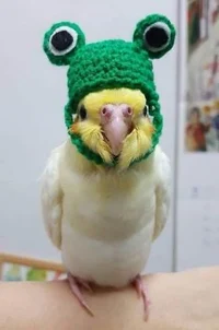 Parrot 