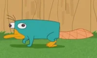 Perry the platypus