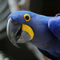 Hyacinth Macaw