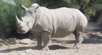Rinoceronte