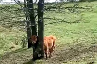 Stuck cow